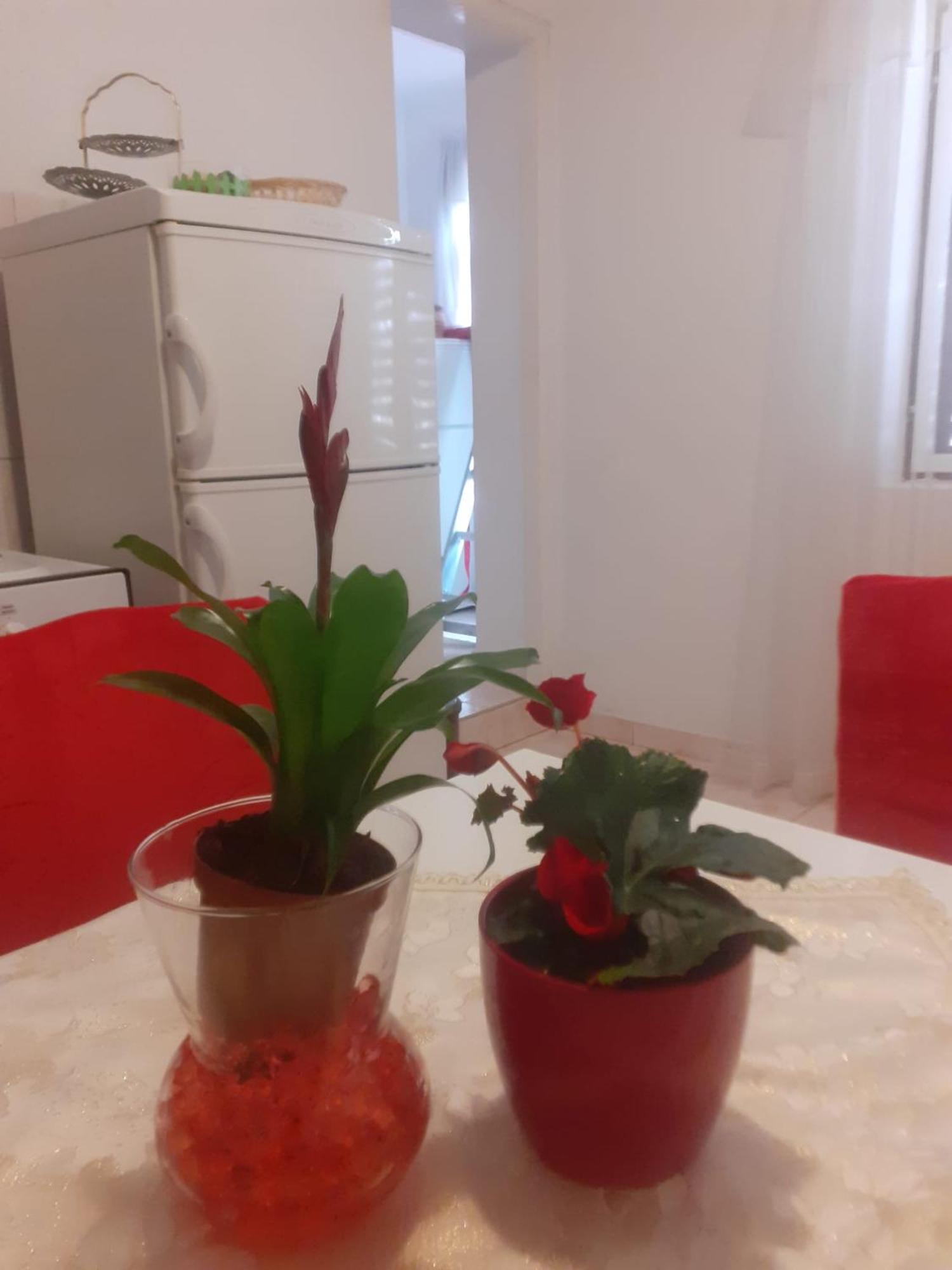 Apartman Sunce Raslina Εξωτερικό φωτογραφία